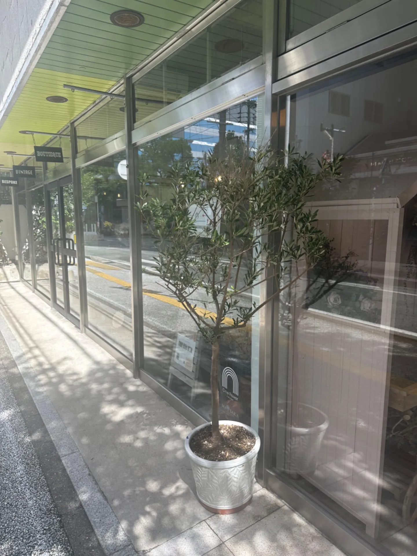 お店入り口にオリーブの木を置きました🌲